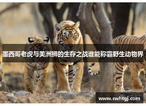 墨西哥老虎与美洲狮的生存之战谁能称霸野生动物界